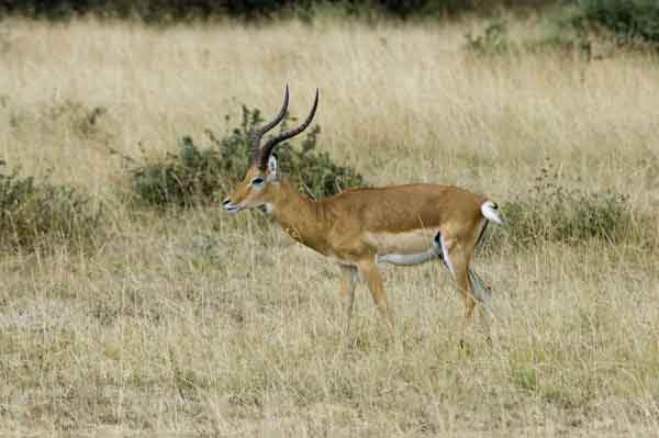 95 - Kenia - Impala - reserva nacional de Masai Mara
